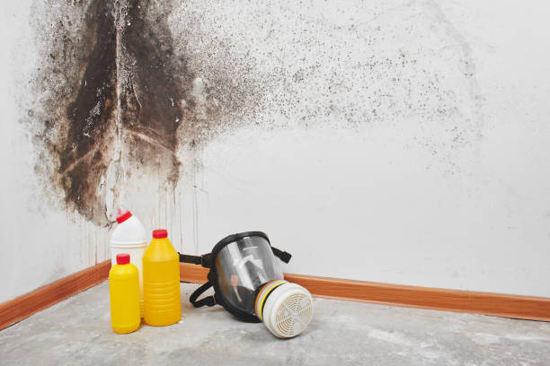 Best Crawl Space Mold Removal  in Hawthorne, NV
