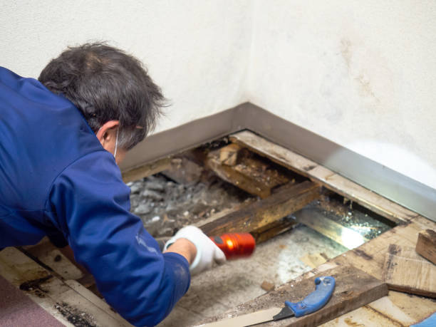 Best Water Damage Restoration  in Hawthorne, NV