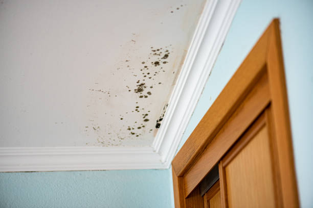 Best Office Mold Removal Services  in Hawthorne, NV