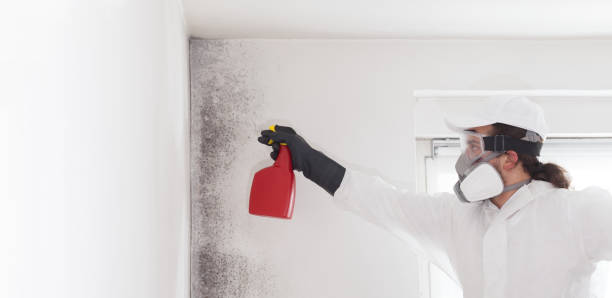 Best Mold Cleaning Services  in Hawthorne, NV