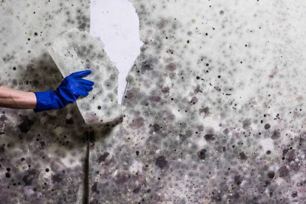 Mold Removal Process in Hawthorne, NV