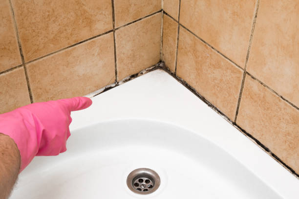 Best Mold Testing and Removal  in Hawthorne, NV